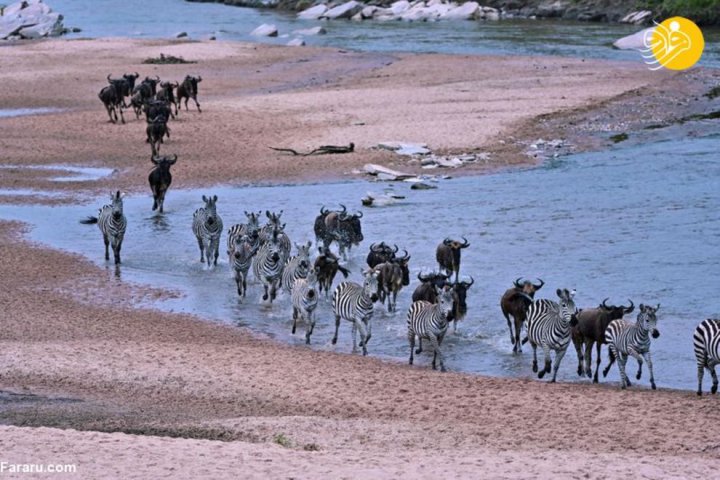 (تصاویر) آغاز مهاجرت دسته جمعی هزاران کل یالدار؛ عجایب بزرگ حیات وحش