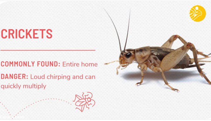 انواع حشرات خانگی و بهترین راه حل‌های دفع آن‌ها
