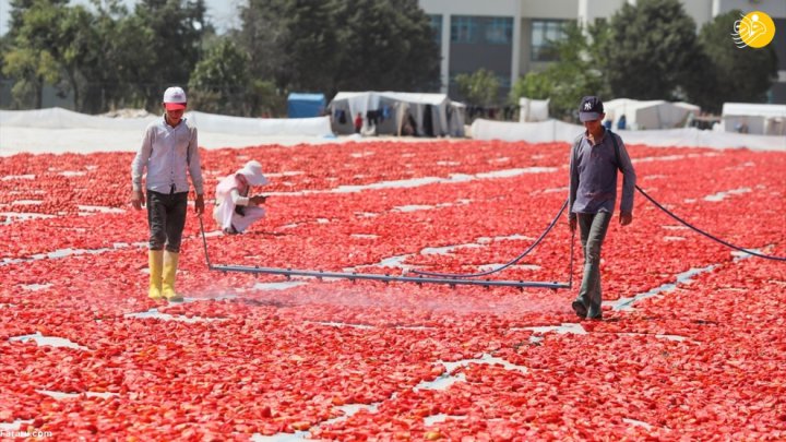 (تصاویر) فرش قرمزی به وسعت یک دشت؛ روش خشک کردن گوجه فرنگی در ترکیه