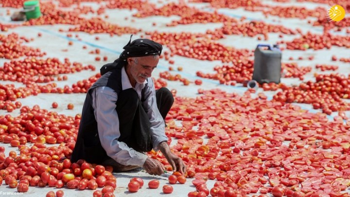 (تصاویر) فرش قرمزی به وسعت یک دشت؛ روش خشک کردن گوجه فرنگی در ترکیه