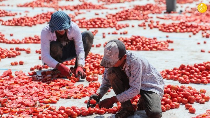 (تصاویر) فرش قرمزی به وسعت یک دشت؛ روش خشک کردن گوجه فرنگی در ترکیه