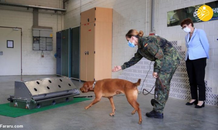 (تصاویر) آموزش سگ‌های کرونایاب در ارتش آلمان