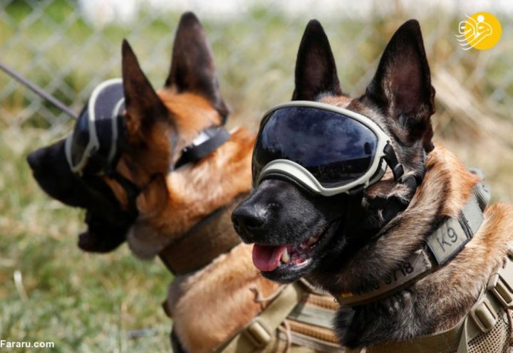 (تصاویر) آموزش سگ‌های کرونایاب در ارتش آلمان