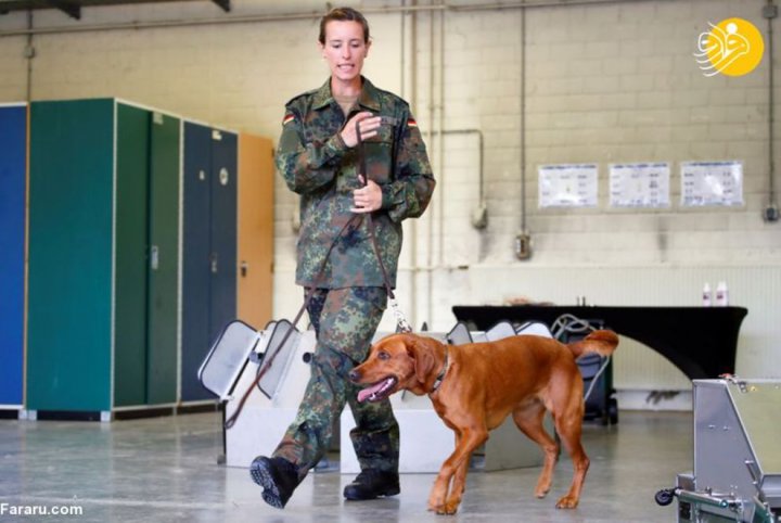 (تصاویر) آموزش سگ‌های کرونایاب در ارتش آلمان