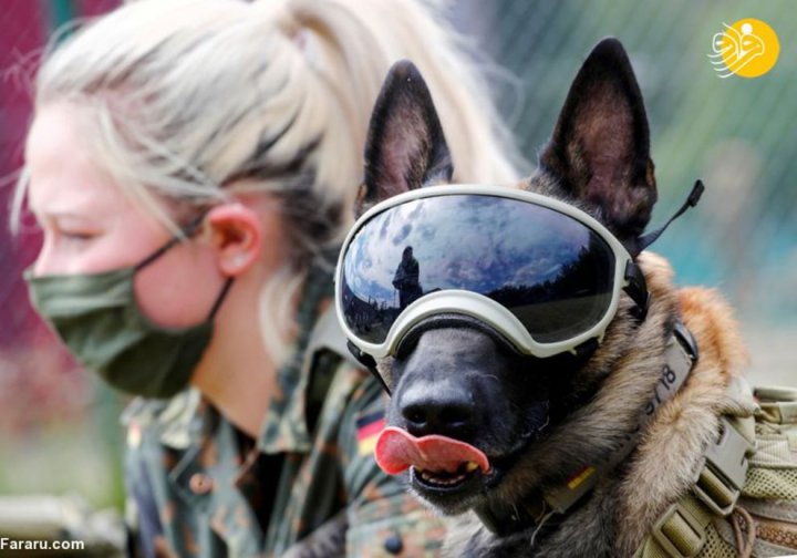 (تصاویر) آموزش سگ‌های کرونایاب در ارتش آلمان