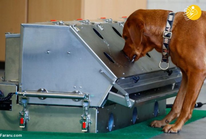 (تصاویر) آموزش سگ‌های کرونایاب در ارتش آلمان