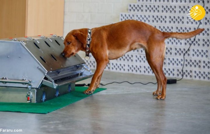 (تصاویر) آموزش سگ‌های کرونایاب در ارتش آلمان