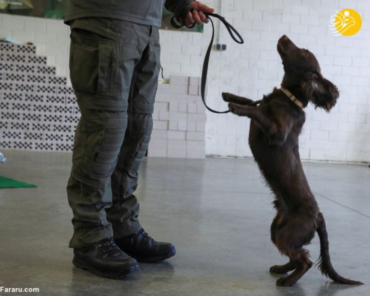 (تصاویر) آموزش سگ‌های کرونایاب در ارتش آلمان