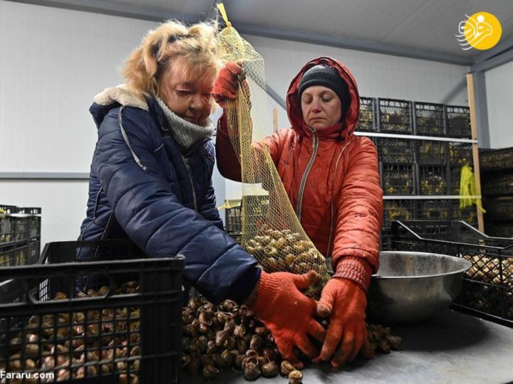 (تصاویر) بحران در پرورش حلزون به دلیل کرونا در اروپا