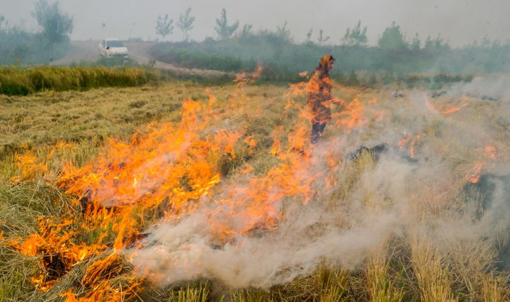 (تصاویر) آتش زدن زمین‌های کشاورزی