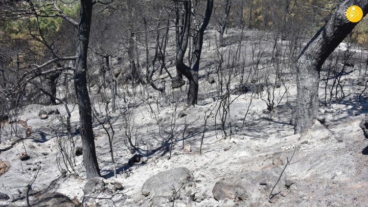 (تصاویر) آتش سوزی گسترده در جنگلهای ترکیه