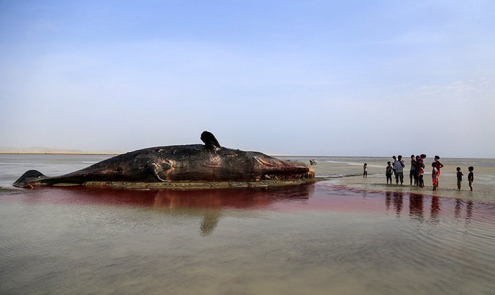 (تصاویر) لاشه نهنگ در ساحل سیریک هرمزگان