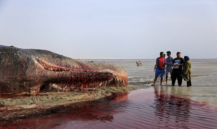(تصاویر) لاشه نهنگ در ساحل سیریک هرمزگان