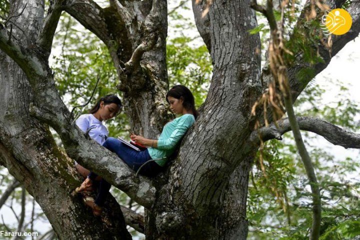 (تصاویر) کلاس آنلاین دو خواهر دانشجو بالای درخت