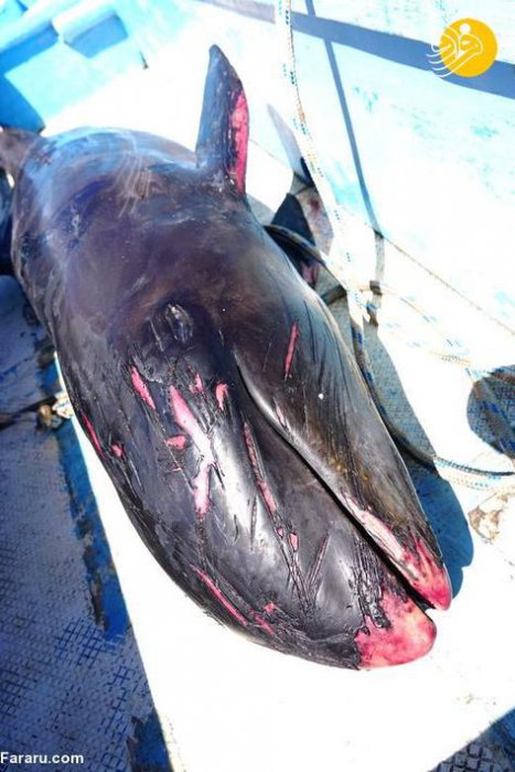 (تصاویر) تلف شدن ۴۰ دلفین و وال در جزیره موریس