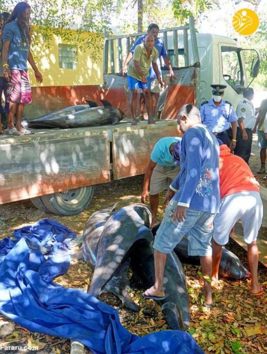 (تصاویر) تلف شدن ۴۰ دلفین و وال در جزیره موریس