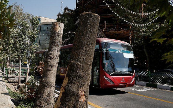 (تصاویر) درختان کهنسال خیابان ولیعصر قطع شدند