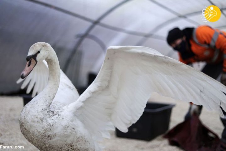 (تصاویر) جمع آوری قو‌ها برای محافظت از ابتلا به آنفولانزای مرغی