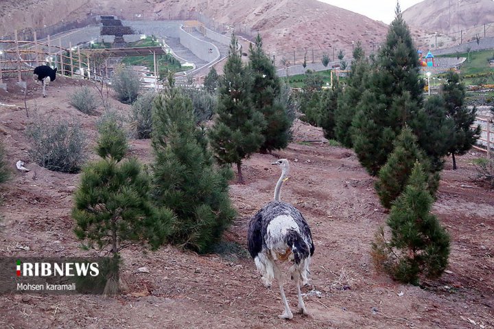 (تصاویر) باغ پرندگان قم