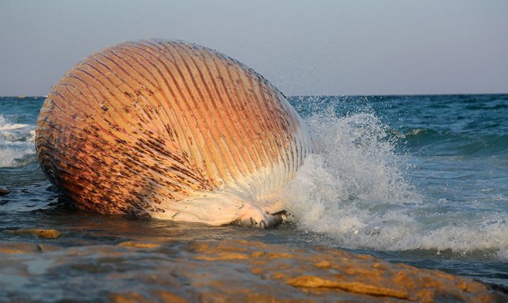 (تصاویر) لاشه نهنگ در جزیره کیش