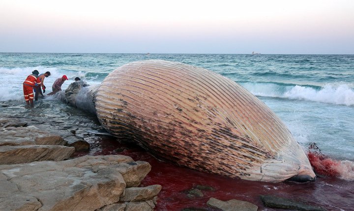 (تصاویر) لاشه نهنگ در جزیره کیش