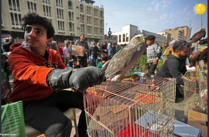 (تصاویر) جمعه بازار پرندگان در بغداد