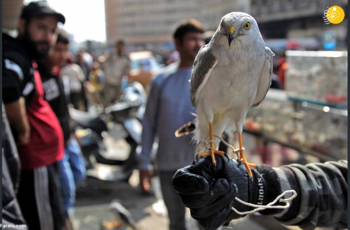 (تصاویر) جمعه بازار پرندگان در بغداد