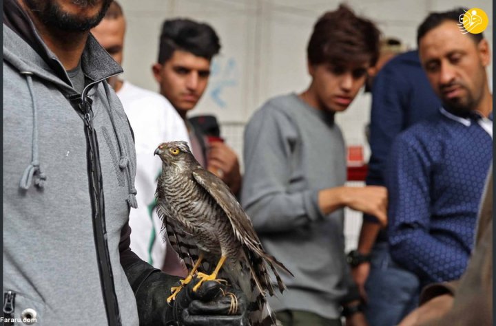 (تصاویر) جمعه بازار پرندگان در بغداد