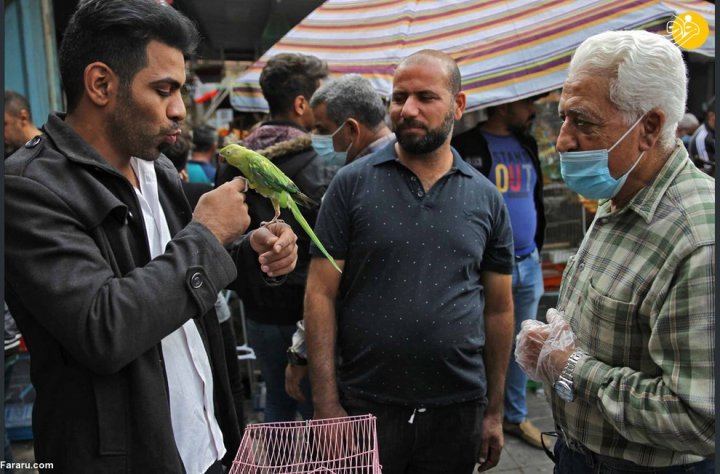 (تصاویر) جمعه بازار پرندگان در بغداد