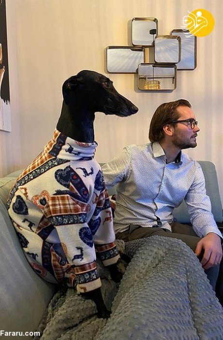(تصاویر) یک سگ با گردنی شبیه زرافه