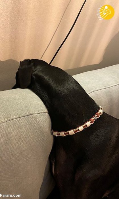 (تصاویر) یک سگ با گردنی شبیه زرافه