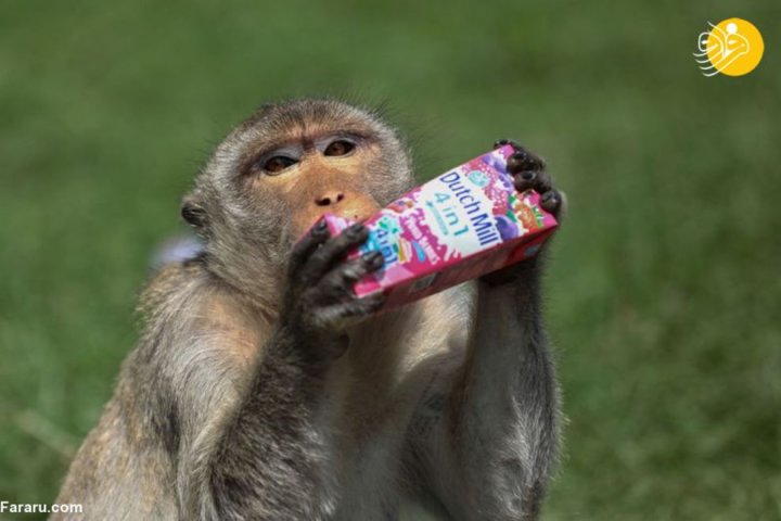 (تصاویر) جشنواره عجیب بوفه میمون‌ها