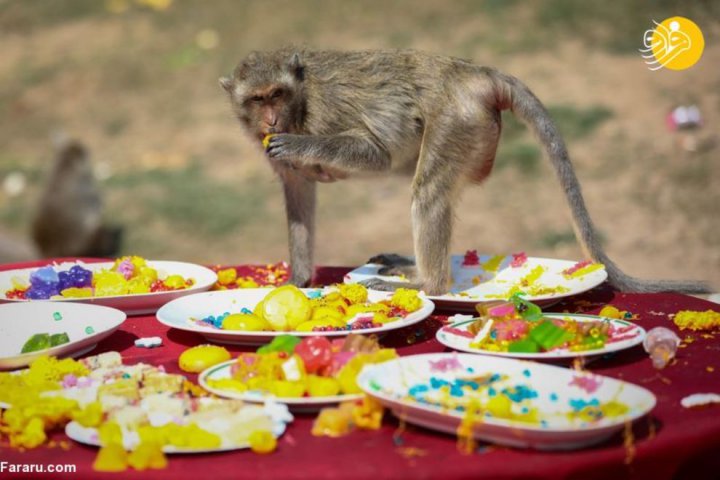 (تصاویر) جشنواره عجیب بوفه میمون‌ها