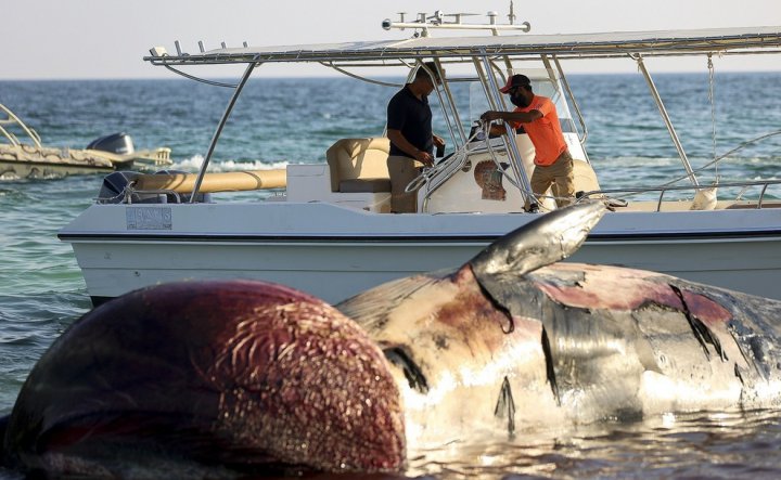 (تصاویر) کشف لاشه یک نهنگ دیگر در ساحل جزیره کیش