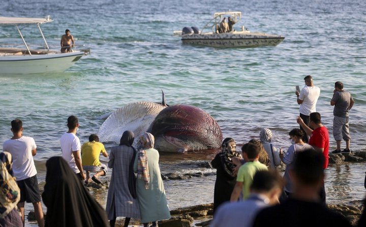 (تصاویر) کشف لاشه یک نهنگ دیگر در ساحل جزیره کیش