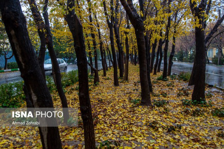 (تصاویر) باران برگ ریز پاییزی در قم