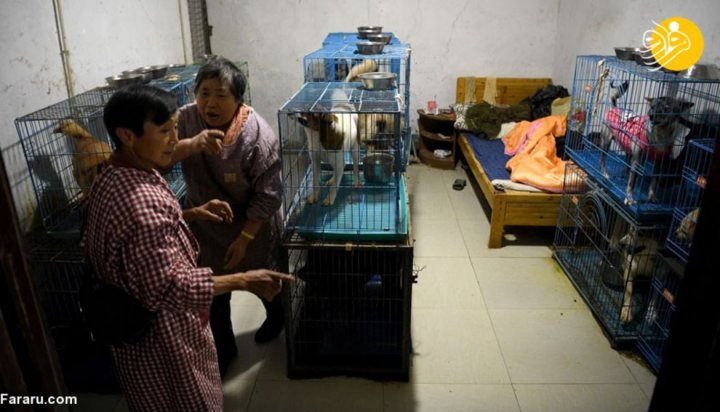 (تصاویر) نگهداری زن چینی از ۱۳۰۰ سگ برای جلوگیری از خورده شدن