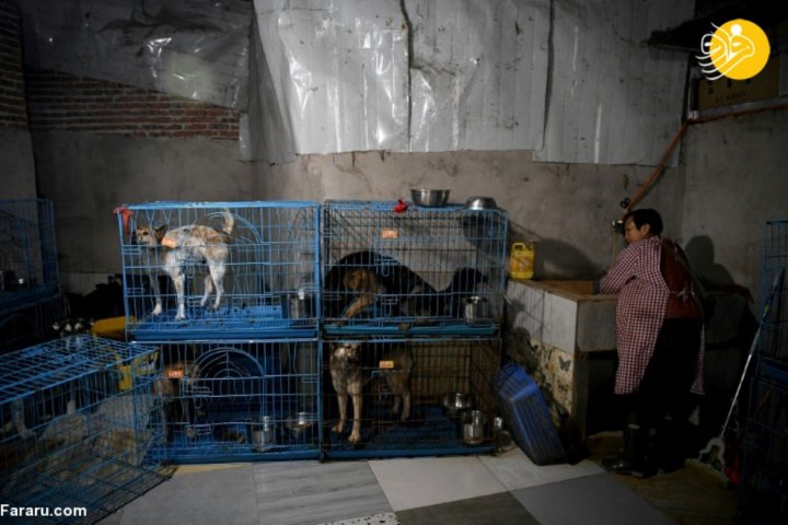 (تصاویر) نگهداری زن چینی از ۱۳۰۰ سگ برای جلوگیری از خورده شدن