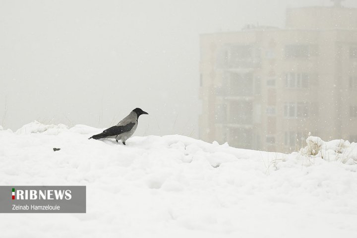 (تصاویر) بارش برف در شمال تهران