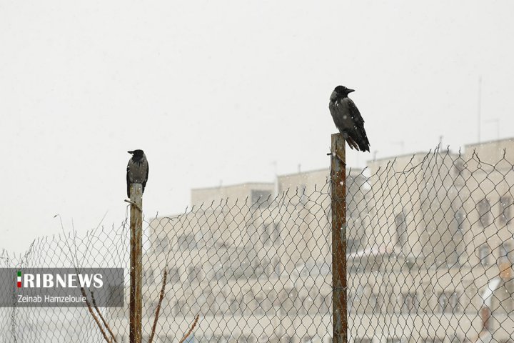 (تصاویر) بارش برف در شمال تهران