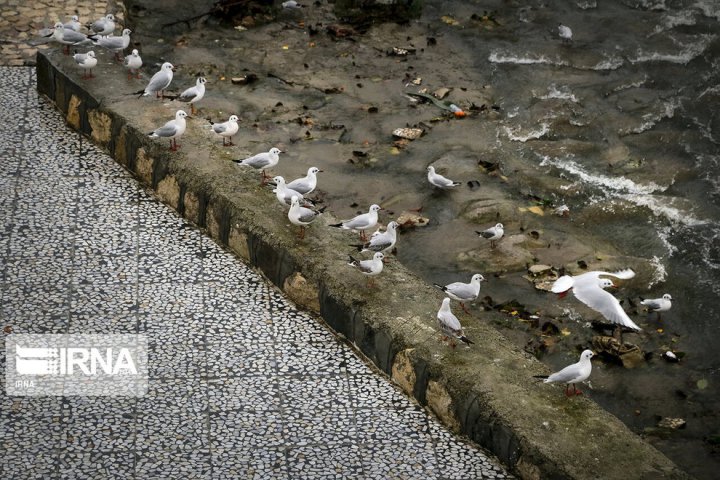 (تصاویر) پرندگان سیبری در شهر