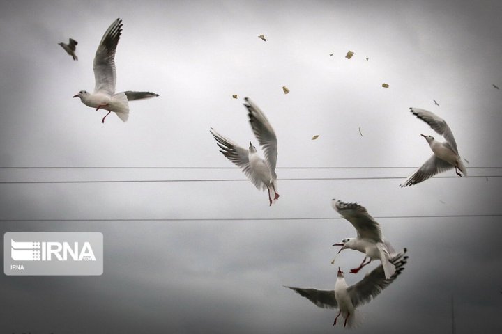 (تصاویر) پرندگان سیبری در شهر