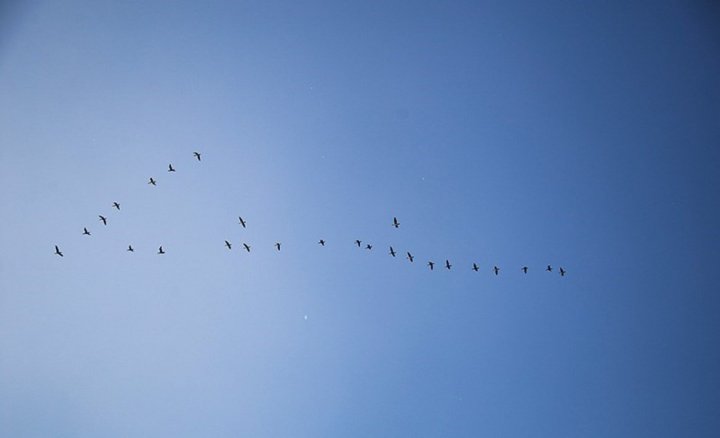 (تصاویر) دانه ریزی برای پرندگان مهاجر در هورالعظیم