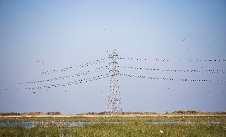 (تصاویر) دانه ریزی برای پرندگان مهاجر در هورالعظیم