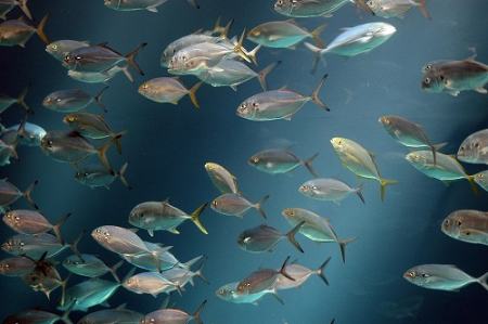 ماهی ها ۱۵۵میلیون سال است که صحبت می کنند!