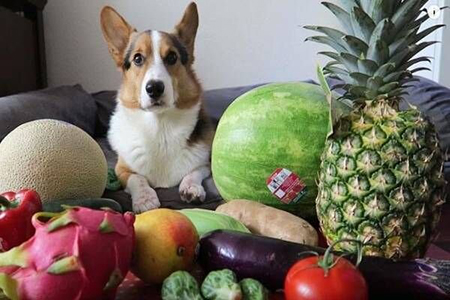 سگ ها چه میوه هایی می توانند بخورند؟ فهرستی از میوه های خوب و بد برای سگ ها
