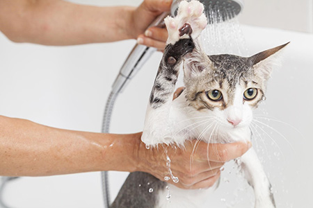 آیا گربه ها به حمام نیاز دارند؟ نحوه شستشوی گربه ها
