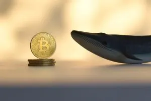 نهنگ ها بیش از 100000 بیت کوین خریده اند