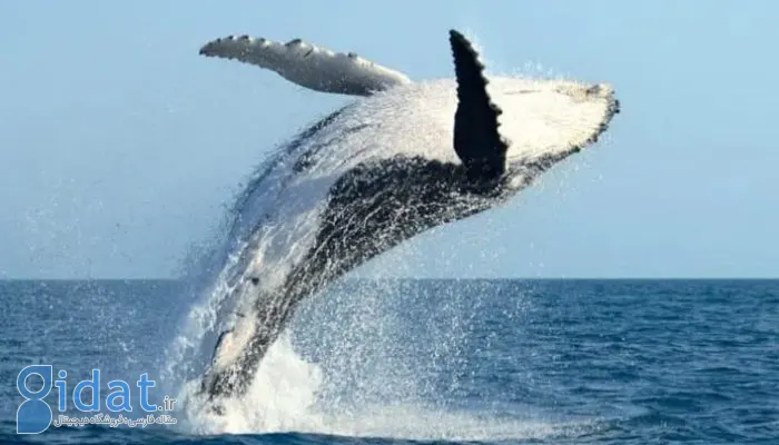 نهنگی حدود 35 میلیون دلار از BNB را به چهار حساب صرافی بایننس انتقال داد
