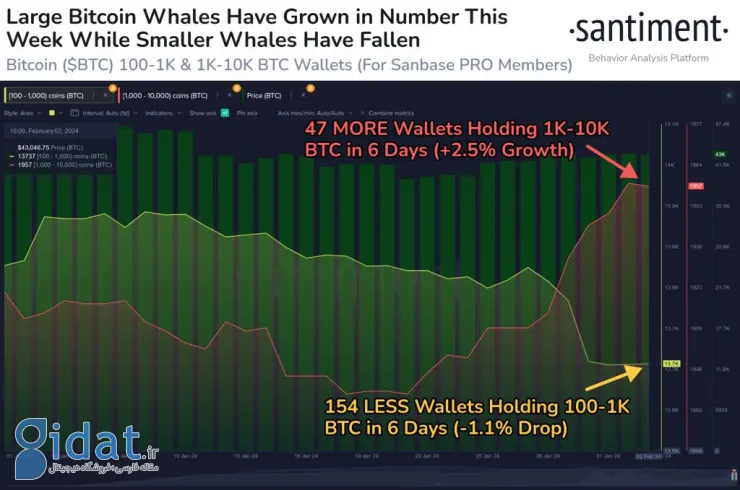 افزایش فعالیت نهنگ‌های بیت کوین هم‌زمان با تثبیت قیمت